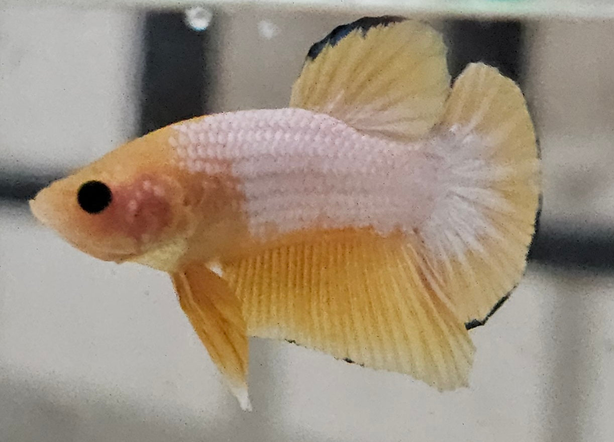 Plakat Yellow White Scale