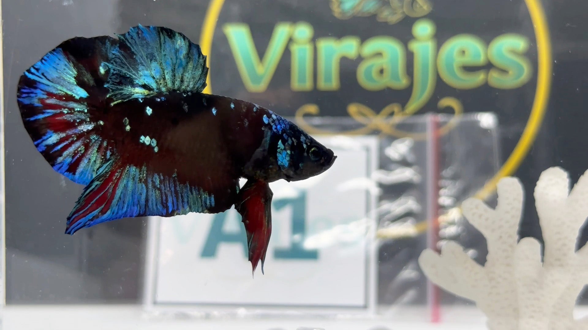 Avatar Gordon HMPK Betta Fish Male