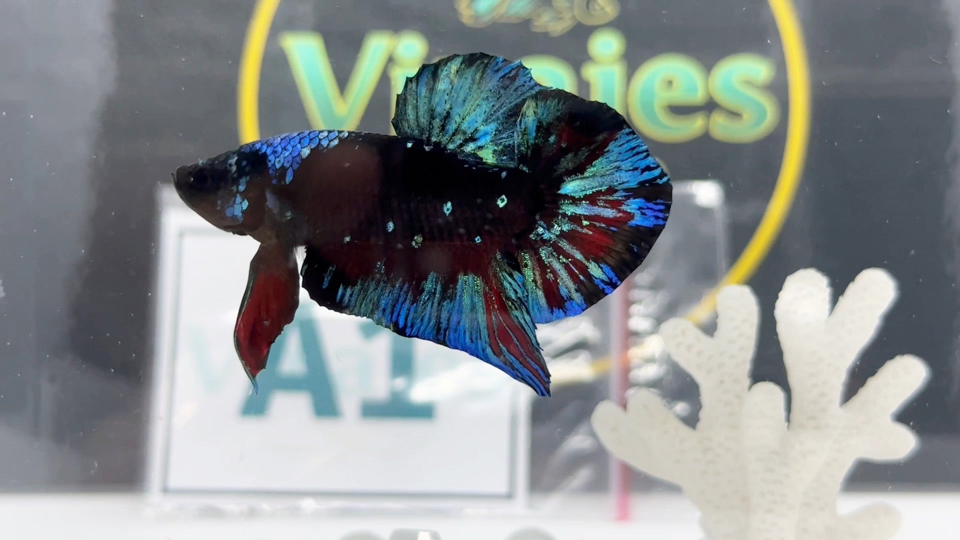 Avatar Gordon HMPK Betta Fish Male