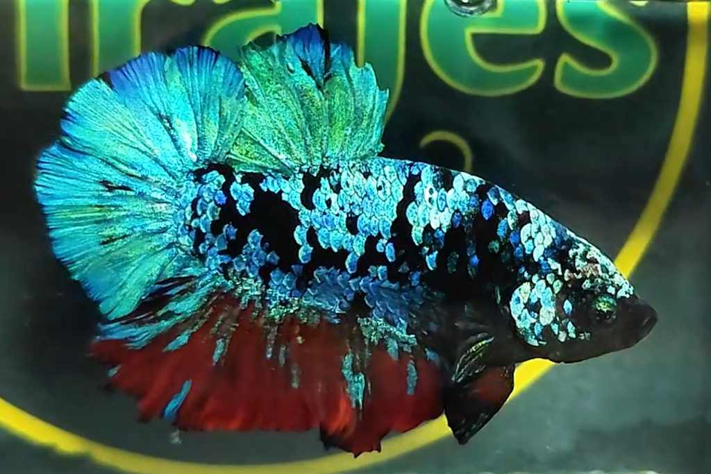 Avatar Gordon Mix Blue Green Scales HMPK Betta Fish Male A3