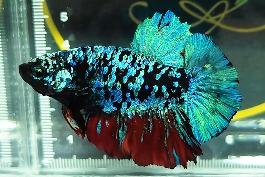 Avatar Gordon Mix Blue Green Scales HMPK Betta Fish Male A3
