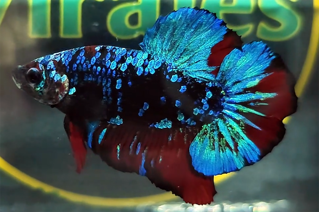 Avatar Gordon Vampire HMPK Betta Fish Male A4