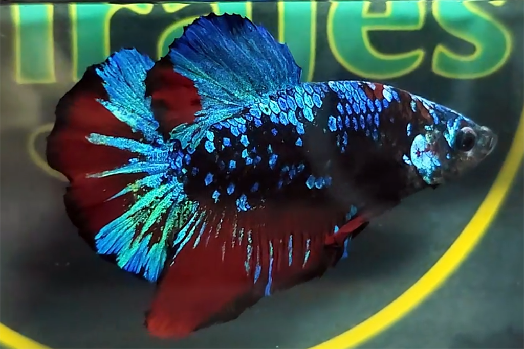 Avatar Gordon Vampire HMPK Betta Fish Male A4