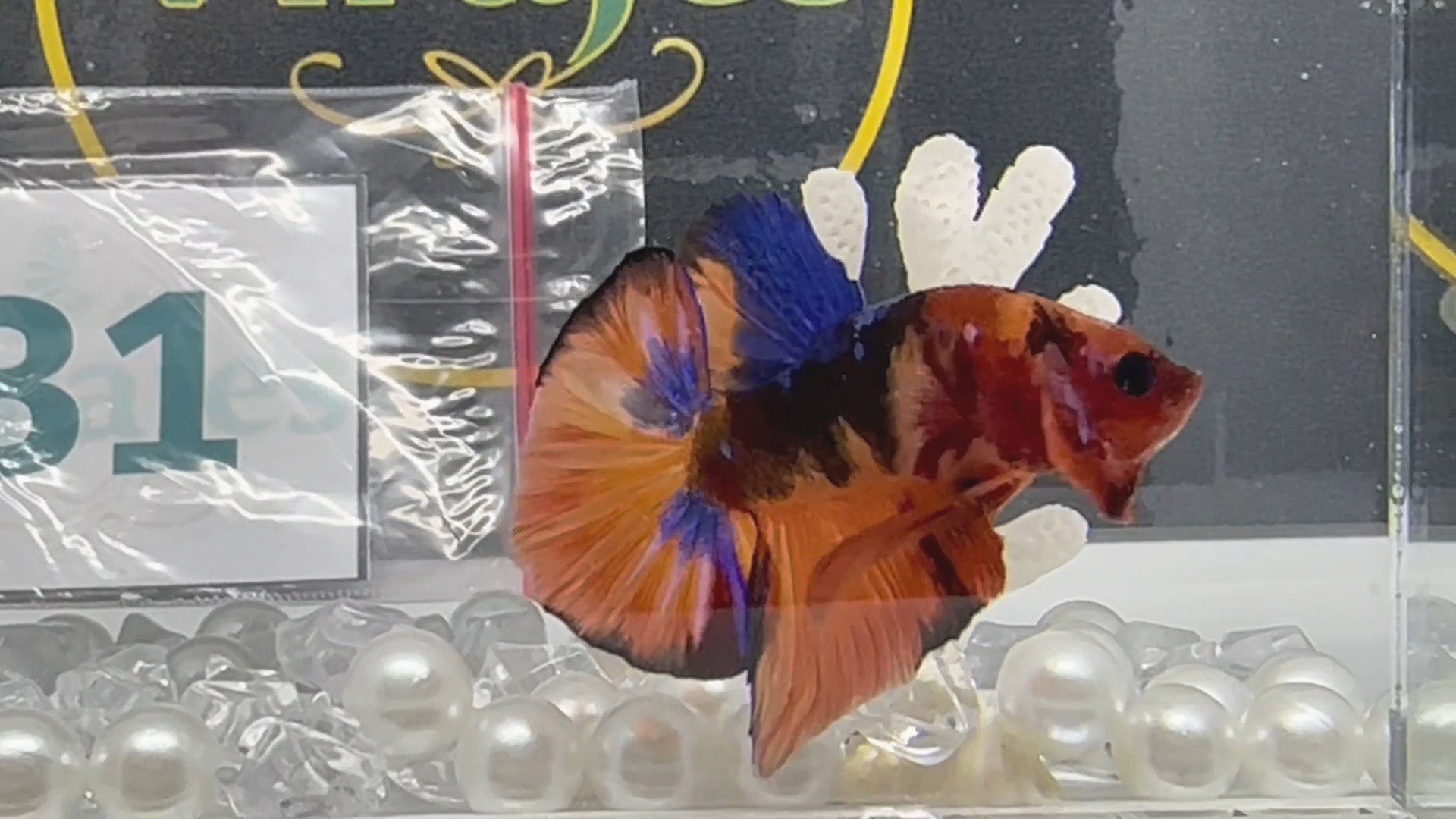 Nemo Galaxy HMPK Betta Fish Male