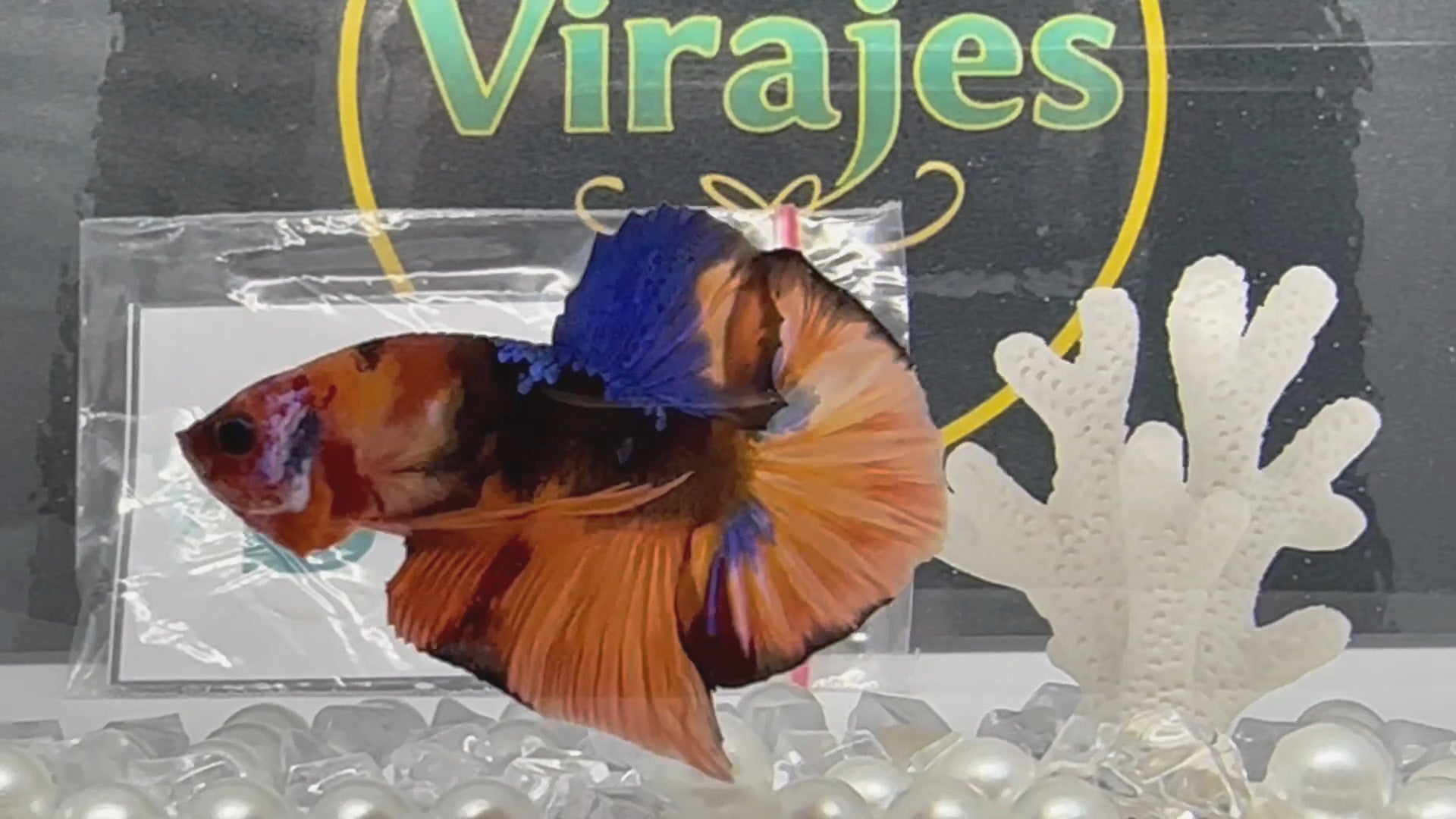 Nemo Galaxy HMPK Betta Fish Male