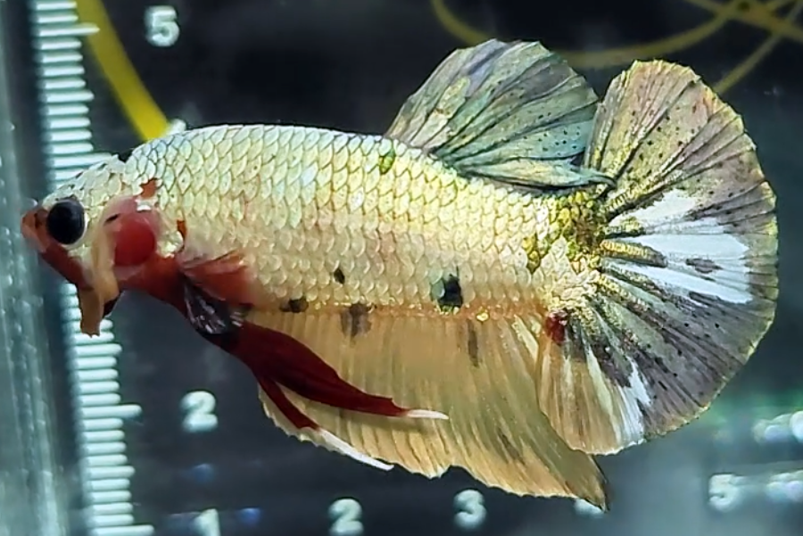 Metalic Cooper Variant HMPK Betta FIsh Male