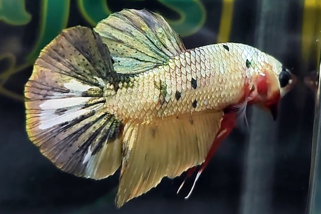 Metalic Cooper Variant HMPK Betta FIsh Male