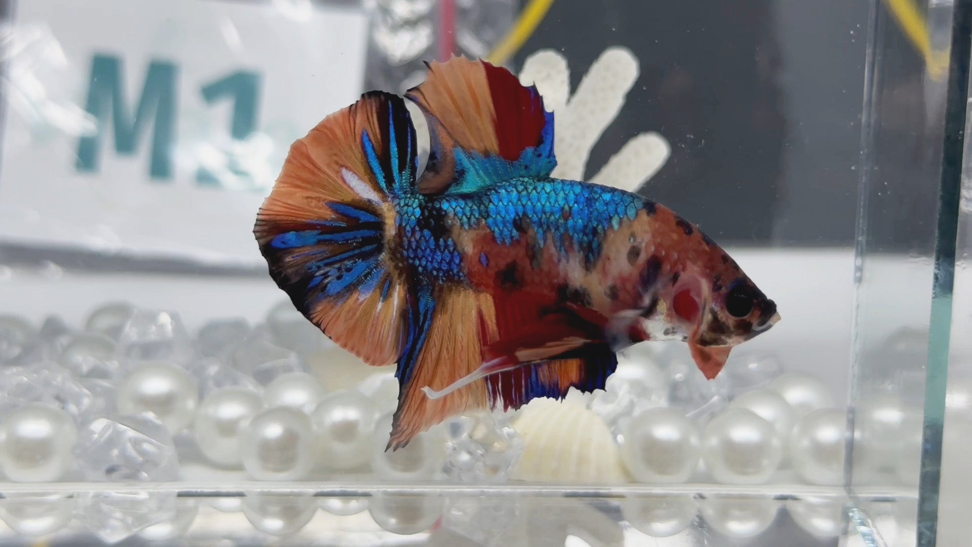 Multicolor Metallic Yellow Base HMPK Betta Fish Male