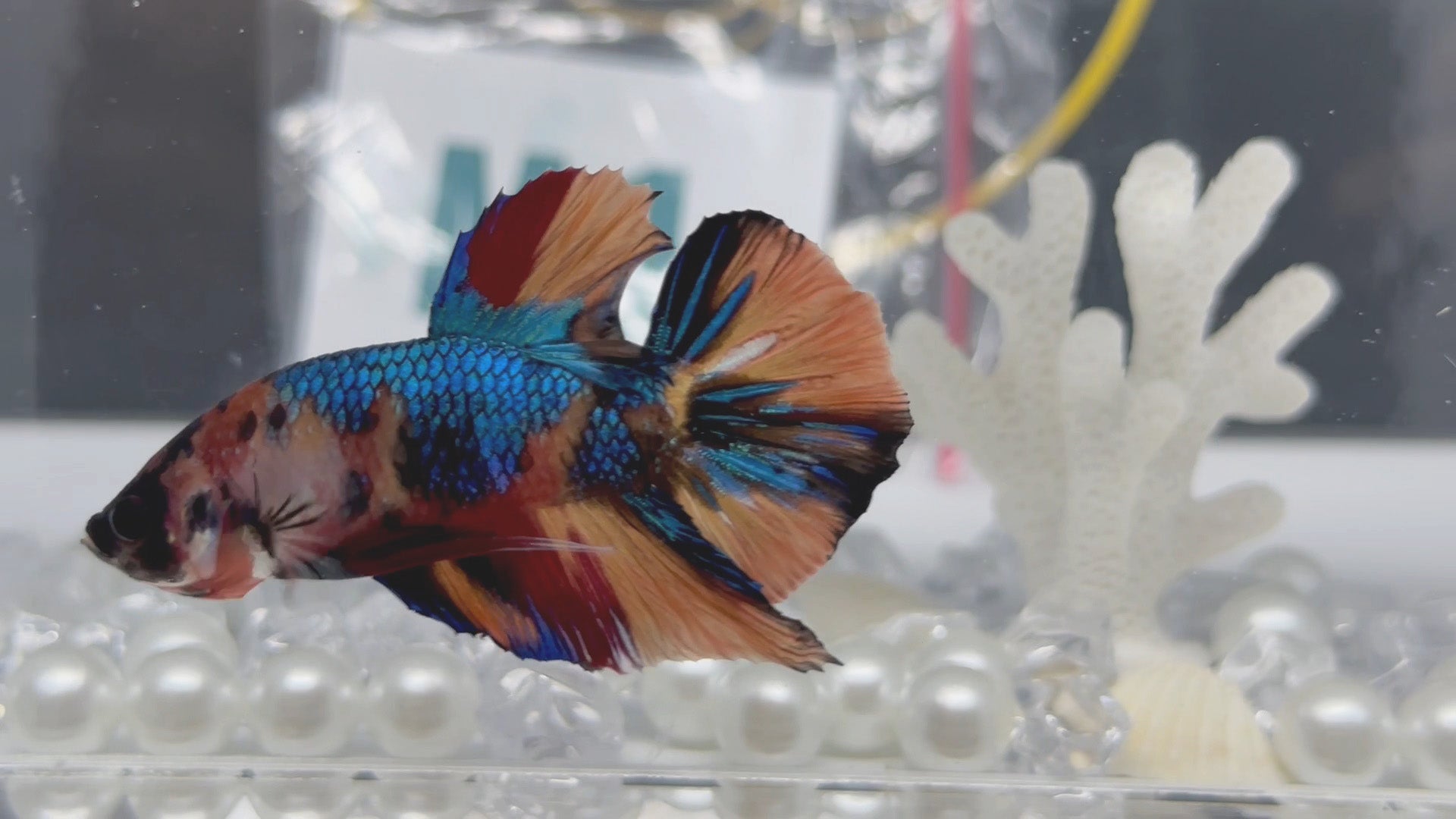 Multicolor Metallic Yellow Base HMPK Betta Fish Male