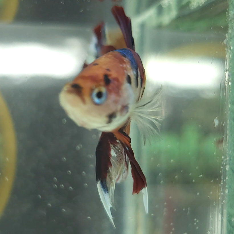 Multicolor Metallic Plakat Betta Fish Male