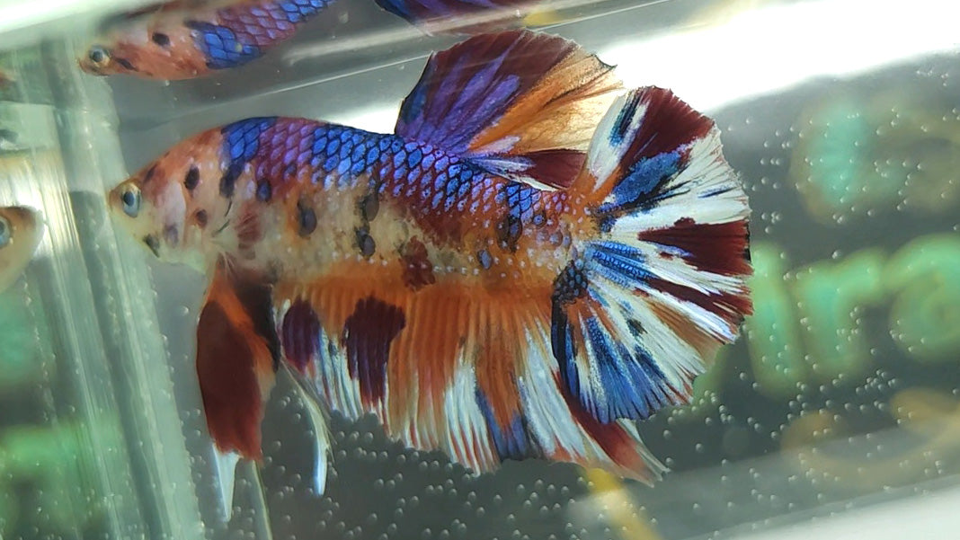 Multicolor Metallic Plakat Betta Fish Male