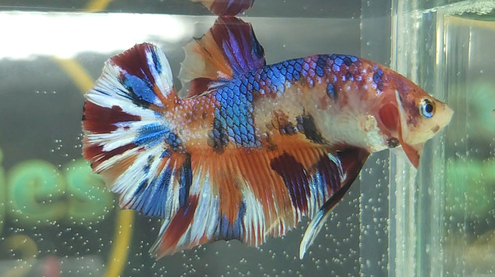 Multicolor Metallic Plakat Betta Fish Male