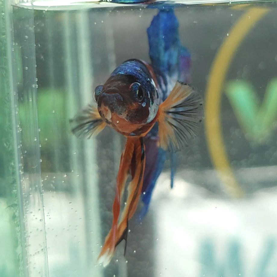 Multicolor Candy Metallic HMPK Betta Fish Male