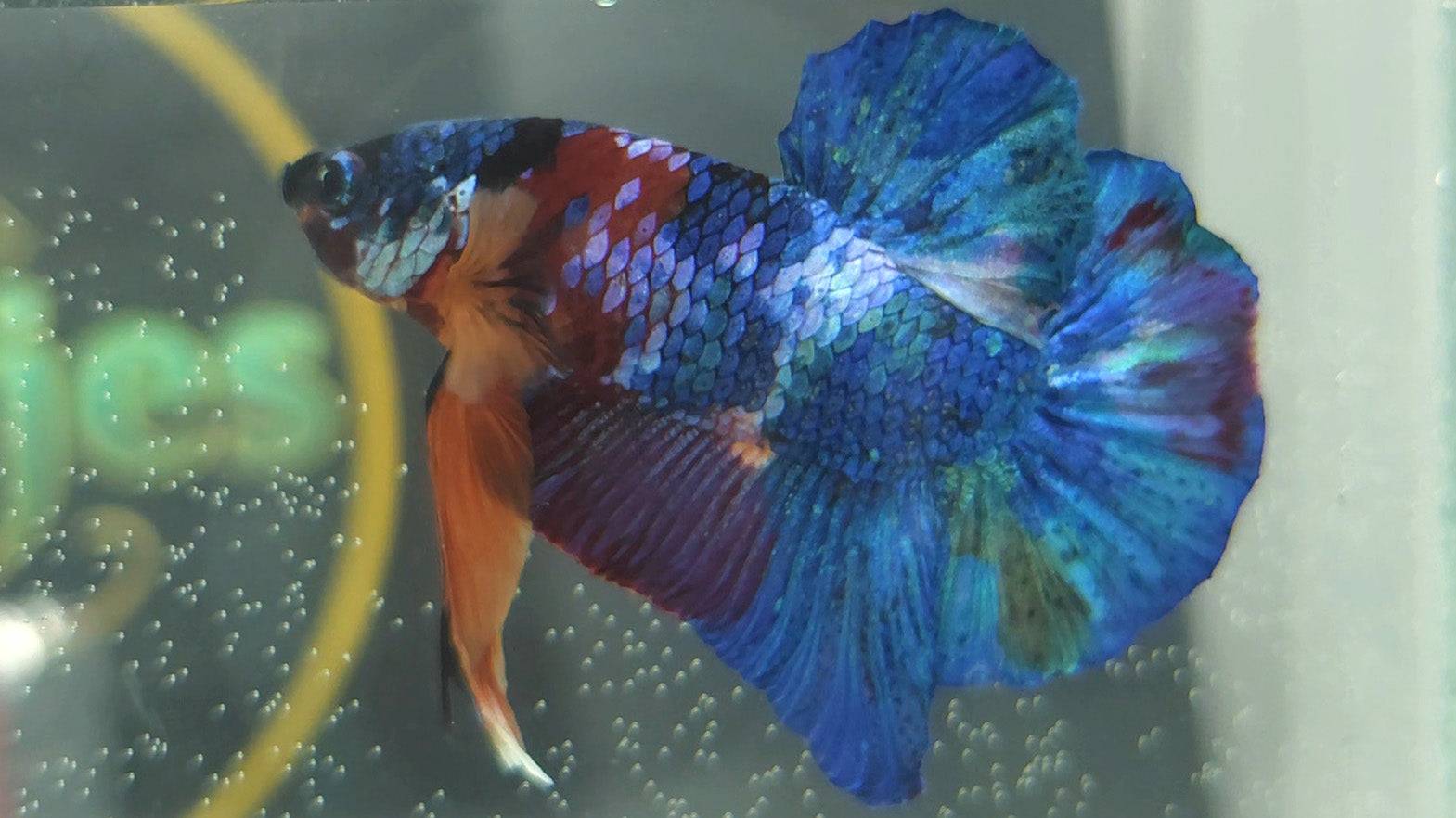 Multicolor Candy Metallic HMPK Betta Fish Male