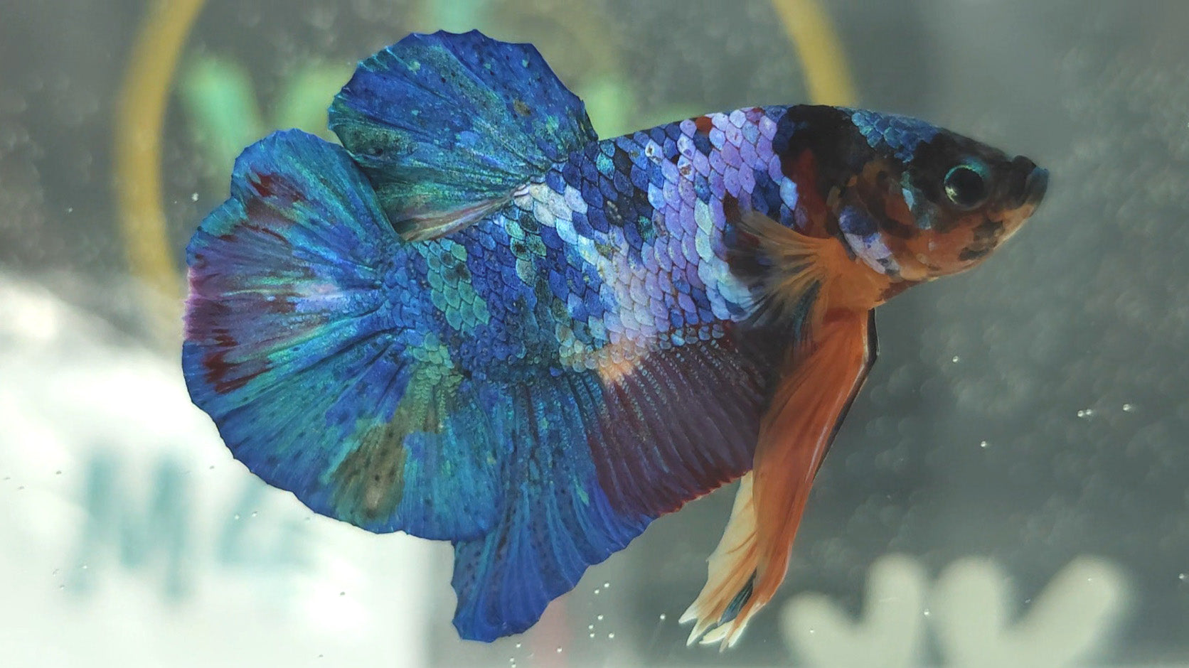 Multicolor Candy Metallic HMPK Betta Fish Male