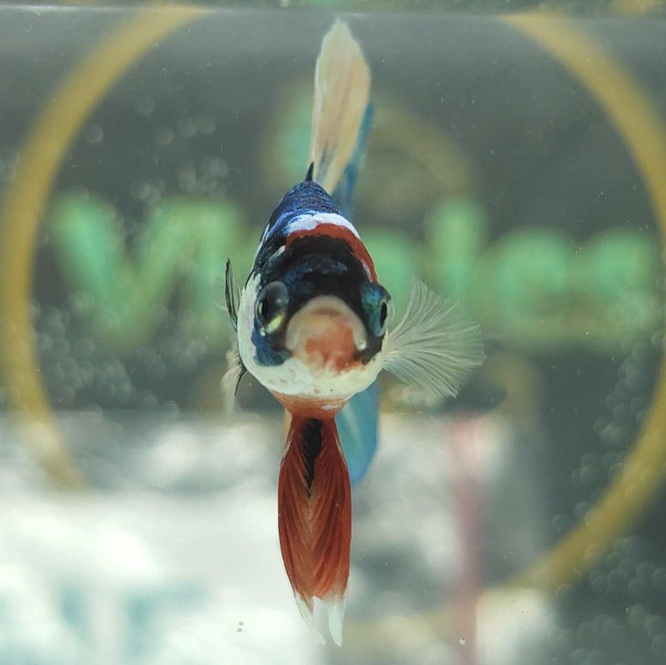 Multicolor Candy Metallic HMPK Betta Fish Male