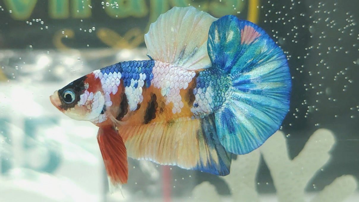 Multicolor Candy Metallic HMPK Betta Fish Male