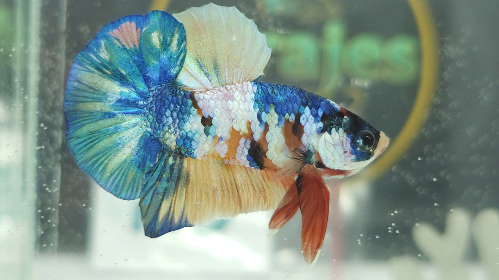 Multicolor Candy Metallic HMPK Betta Fish Male