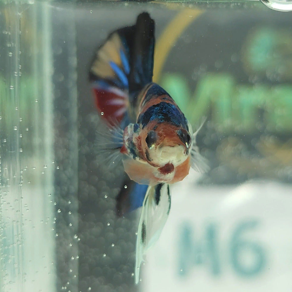 Multicolor Metallic Yellow Base HMPK Betta Fish Male