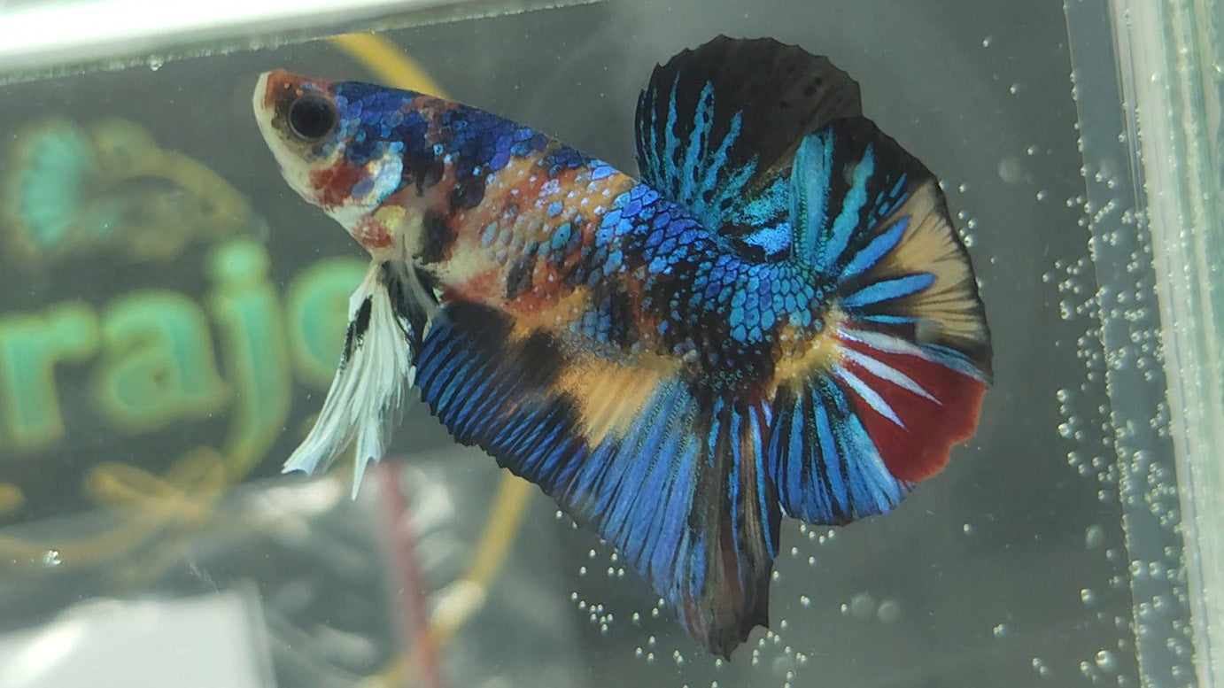 Multicolor Metallic Yellow Base HMPK Betta Fish Male