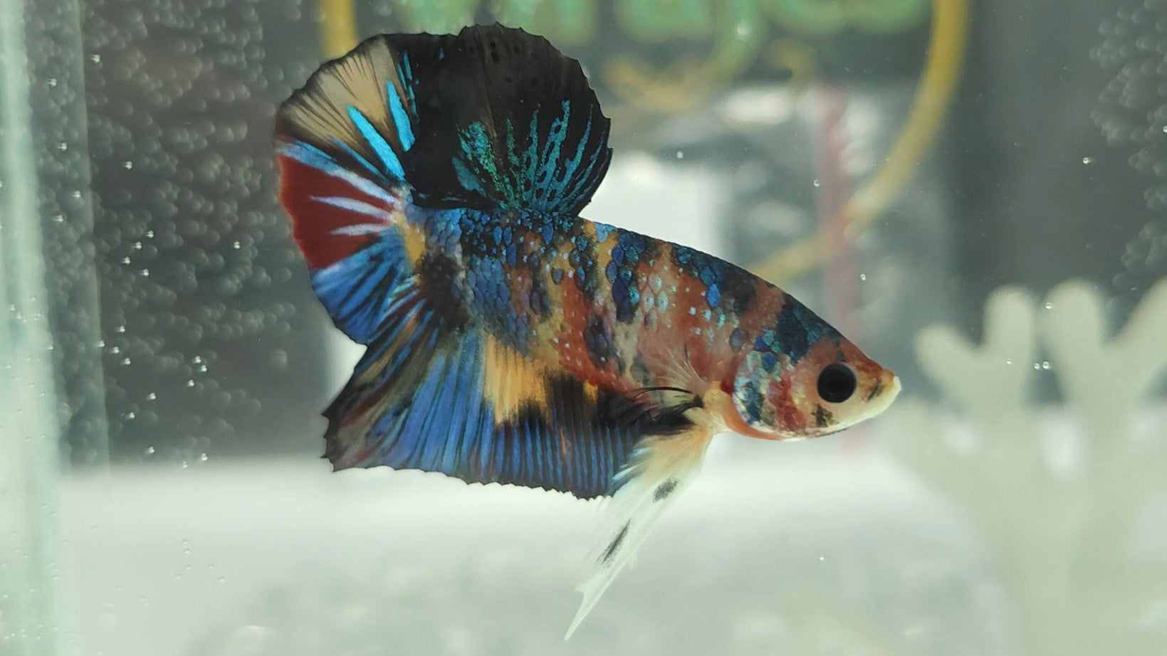Multicolor Metallic Yellow Base HMPK Betta Fish Male