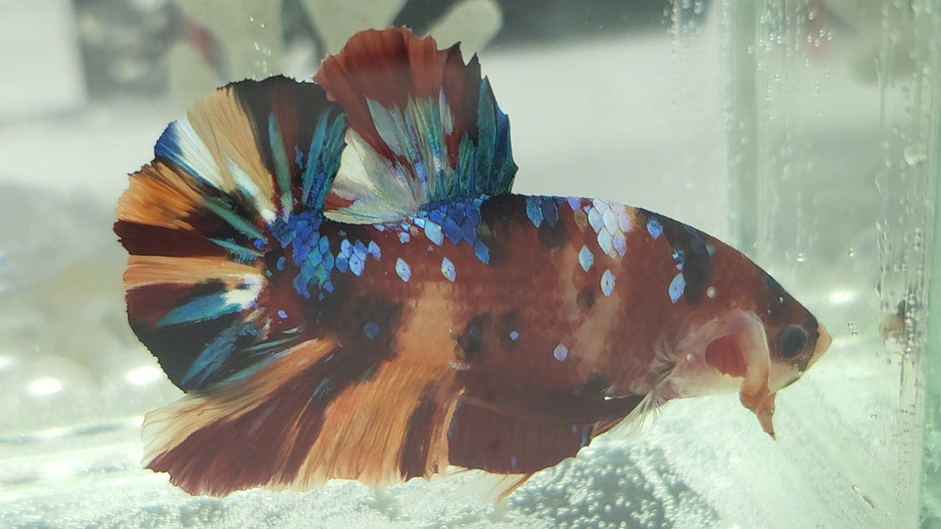 Nemo Galaxy HMPK Betta Fish Male