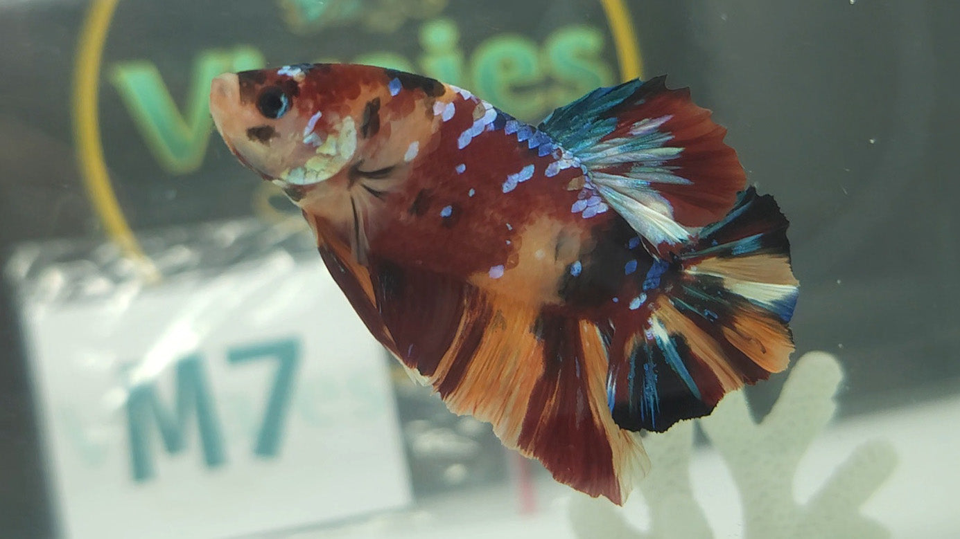 Nemo Galaxy HMPK Betta Fish Male