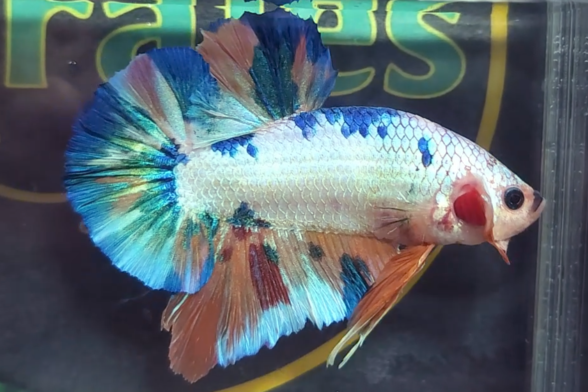 Multicolor Candy Metallic HMPK Betta Fish Male M8