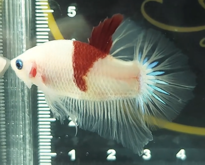 Tancho HMPK Betta Fish Male Z1