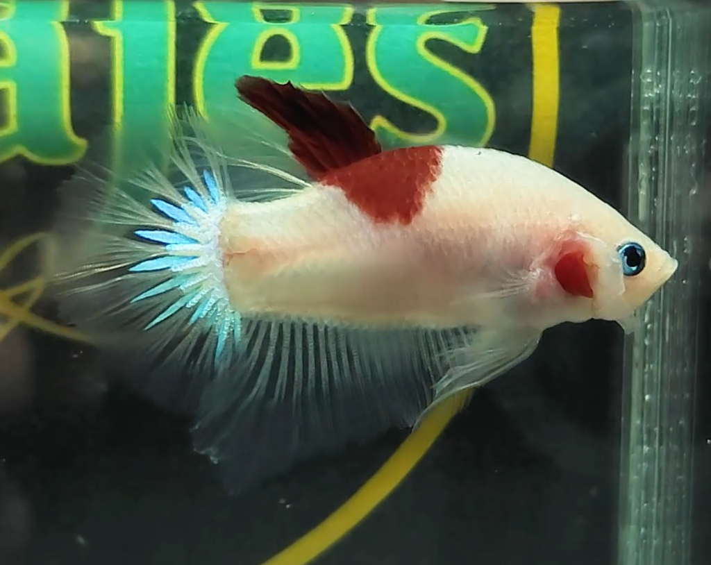 Tancho HMPK Betta Fish Male Z1