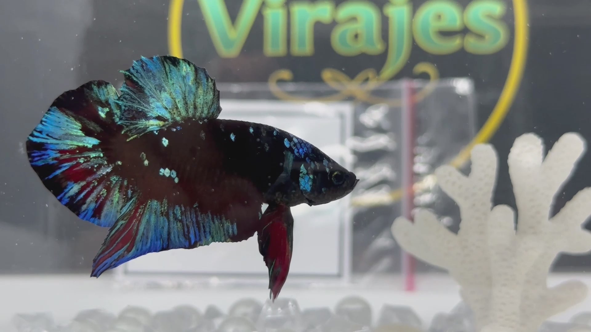 Avatar Gordon HMPK Betta Fish Male
