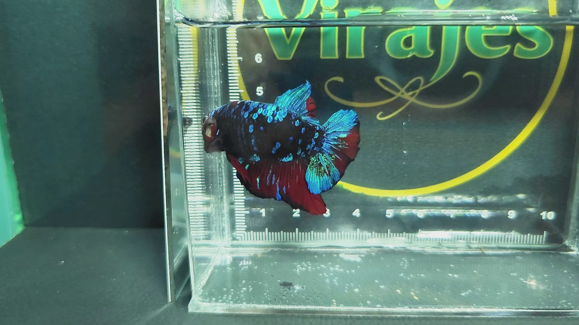 Avatar Gordon Vampire HMPK Betta Fish Male A4