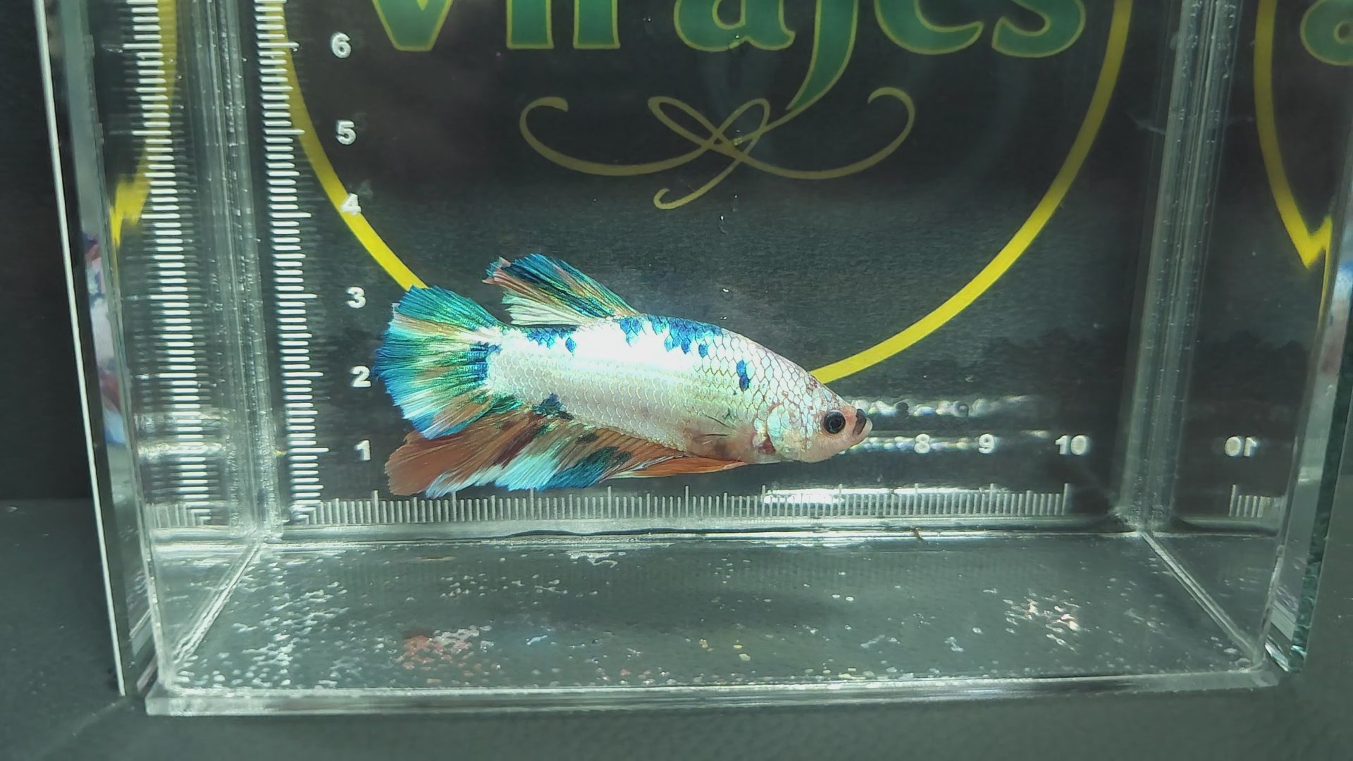 Multicolor Candy Metallic HMPK Betta Fish Male M8