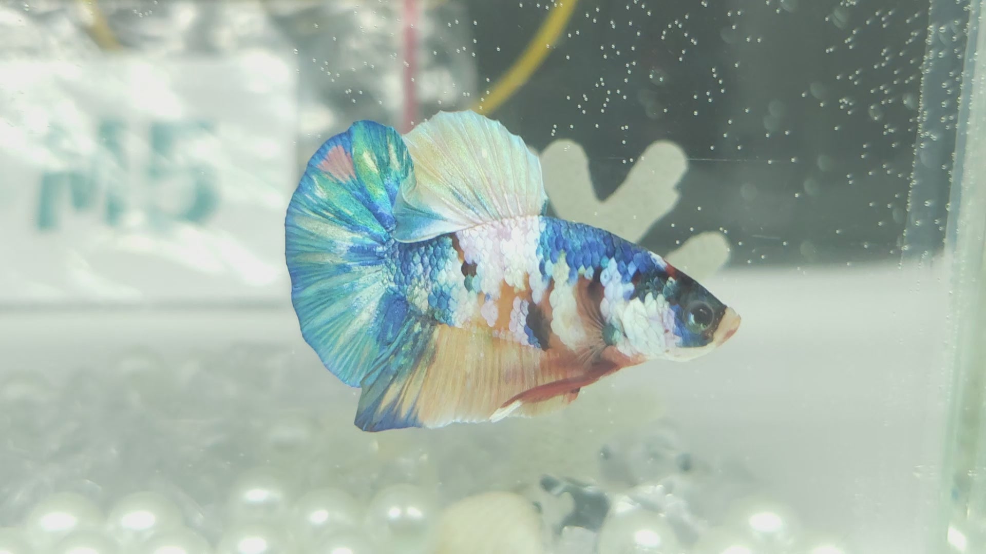 Multicolor Candy Metallic HMPK Betta Fish Male