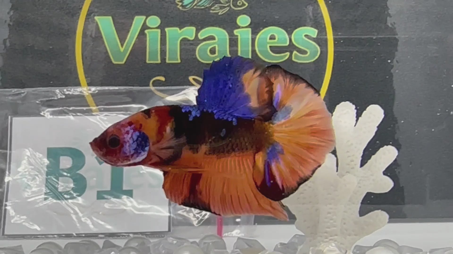 Nemo Galaxy HMPK Betta Fish Male