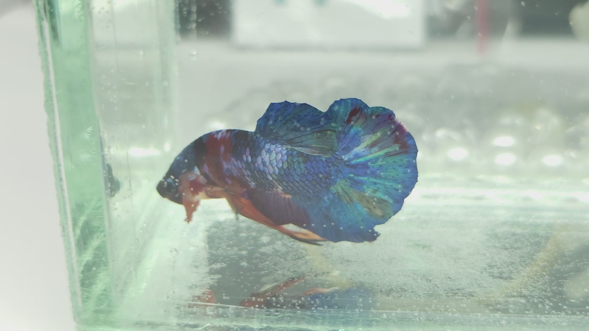 Multicolor Candy Metallic HMPK Betta Fish Male
