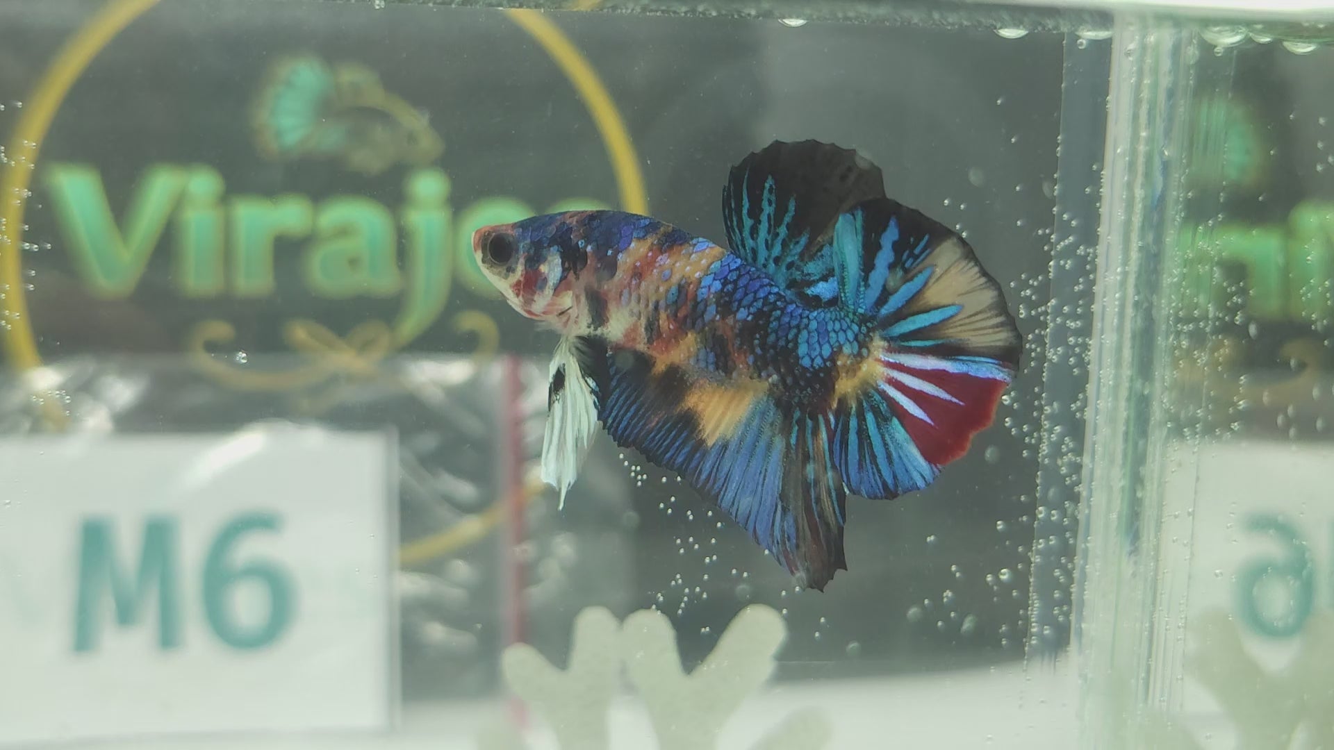 Multicolor Metallic Yellow Base HMPK Betta Fish Male