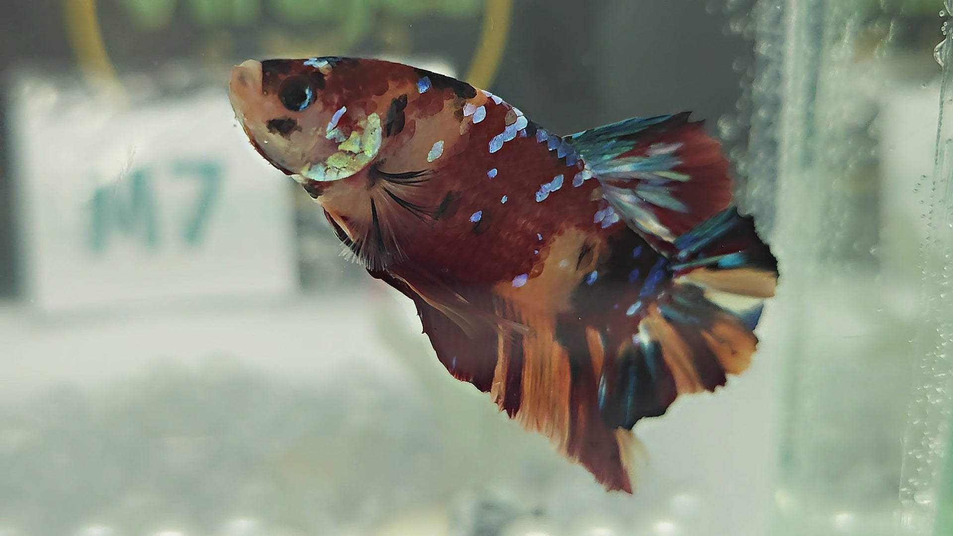 Nemo Galaxy HMPK Betta Fish Male