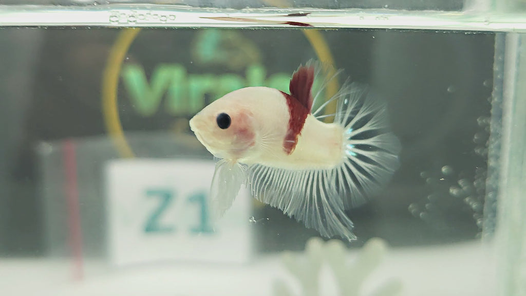 Tancho HMPK Betta Fish Male Z1