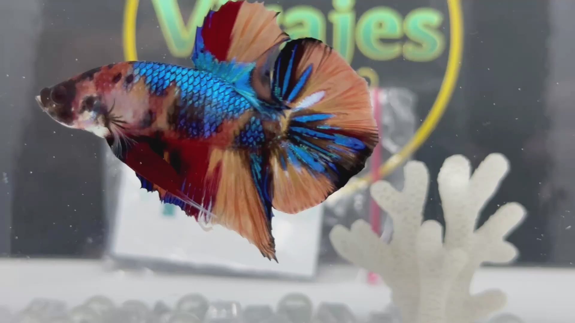 Multicolor Metallic Yellow Base HMPK Betta Fish Male
