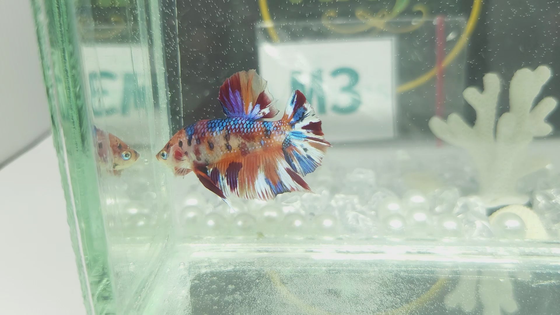 Multicolor Metallic Plakat Betta Fish Male
