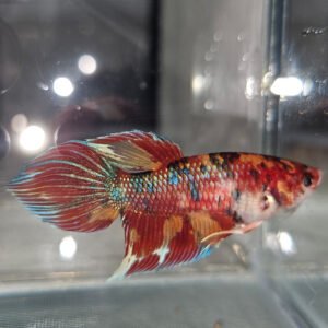 Veiltail